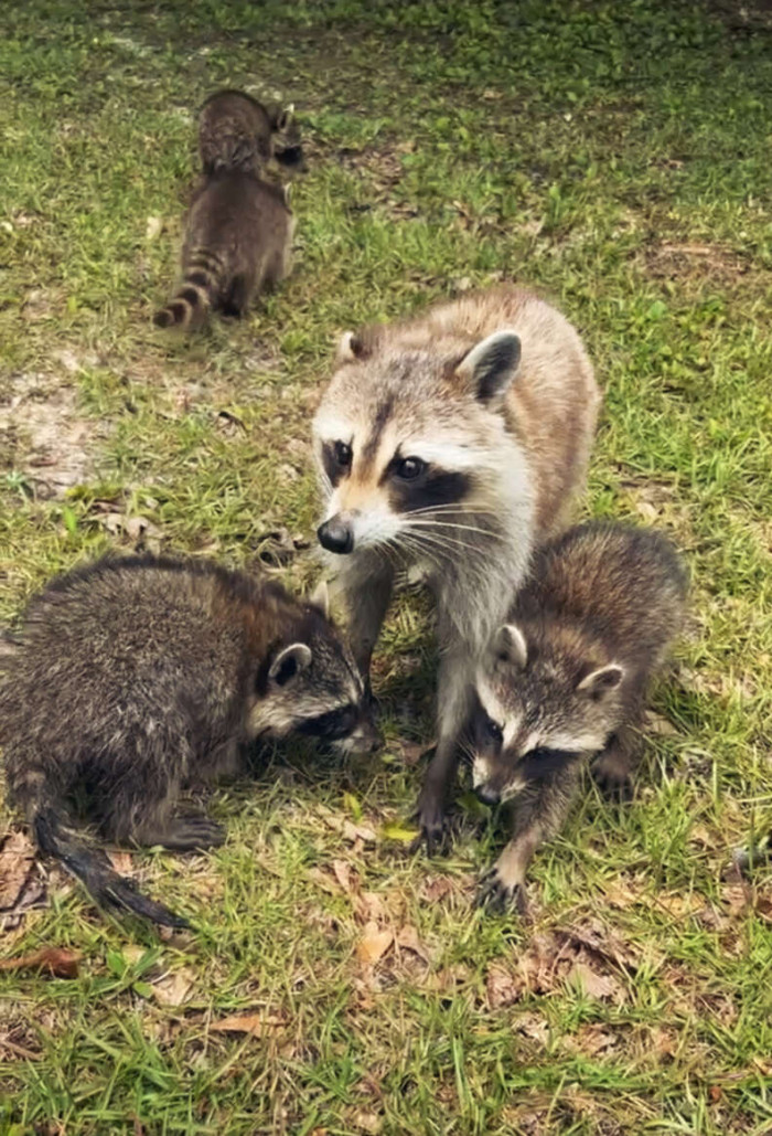 “One morning at her usual time, she showed up on the back porch with the four babies!”