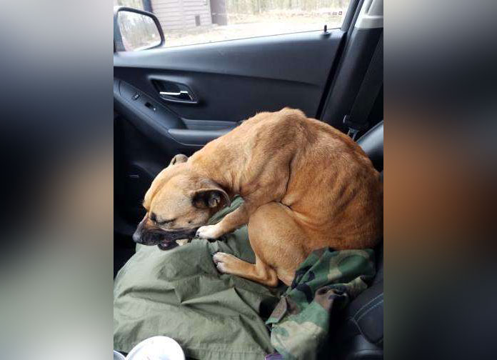 Bill sent a picture of the dog to his wife Angela.