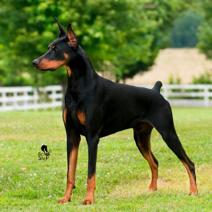 "Doberman."