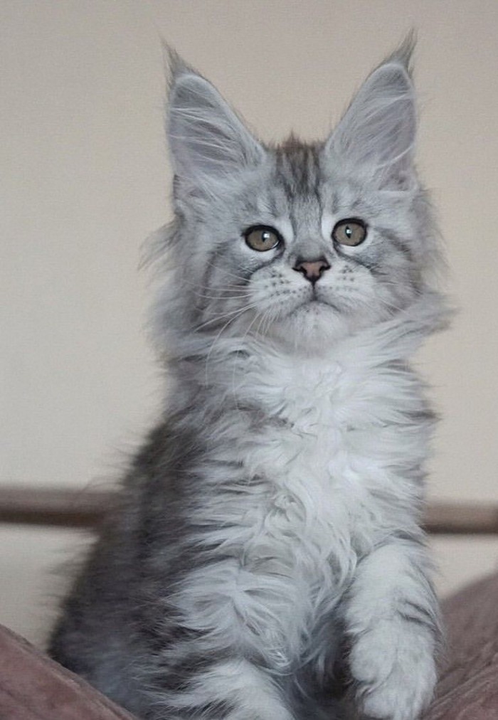 Do gray Maine Coon kittens change color?