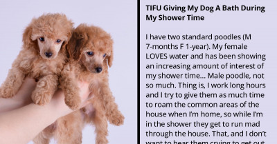 Redditor Gives Dog a Bath During Shower Time, Poodle Enjoys It and Keeps Coming Back for More