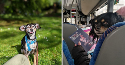 45 Silly Pictures Of Doggos Who Seem To Have Lost Their Brains Somewhere