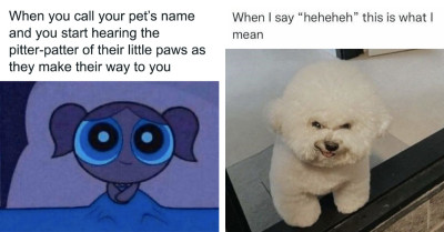 Animals Are Quietly Saving Our Brains, One Unhinged Meme At A Time