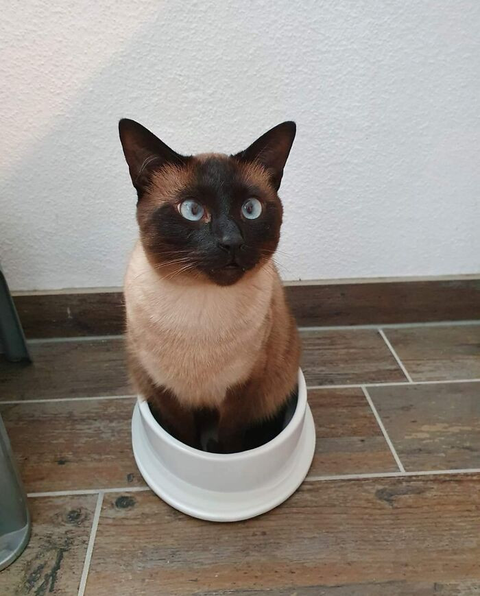 27. Got Him a New Water Bowl. I Think He Misunderstood What It Is. And Yes, He Sits in the Water