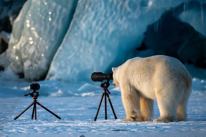 Wildlife Photograbear By Roie Galitz