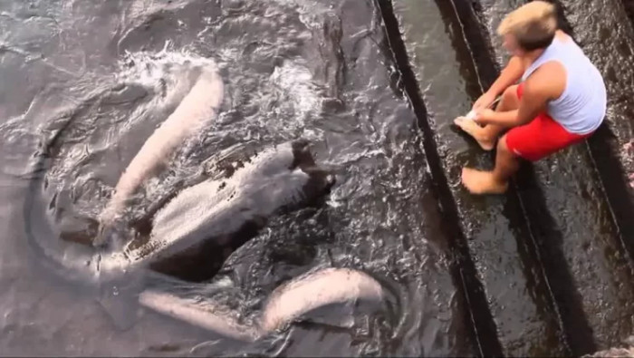 This remarkable event occurred in Gran Rey, a small Spanish fishing village with a population of nearly 4,000