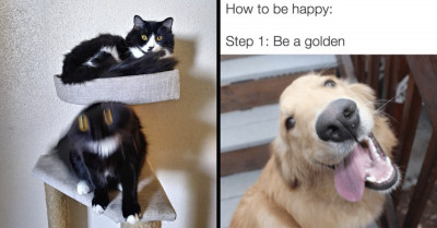 Explore The Hilarious Side of Cats And Dogs With These 21 Posts From Social Media