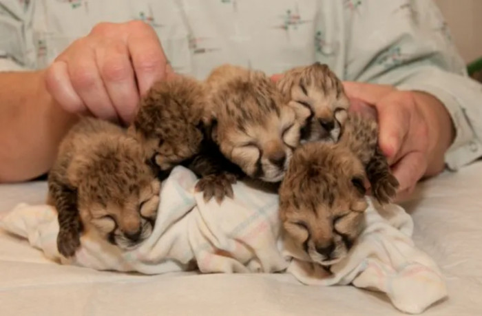 The five babies – 3 boys and 2 girls – were born at the Cincinnati Zoo & Botanical Garden’s Cheetah Breeding Facility in Ohio