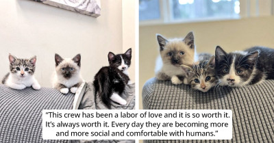 Spicy Cat Trio Makes Their Foster Mom Work Twice As Hard To Make Them Sweet As Sugar