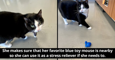 Chonky Cat With An Abundance Of Sass Who Was Surrendered By Her Elderly Owners Finds The Purrfect Forever Home