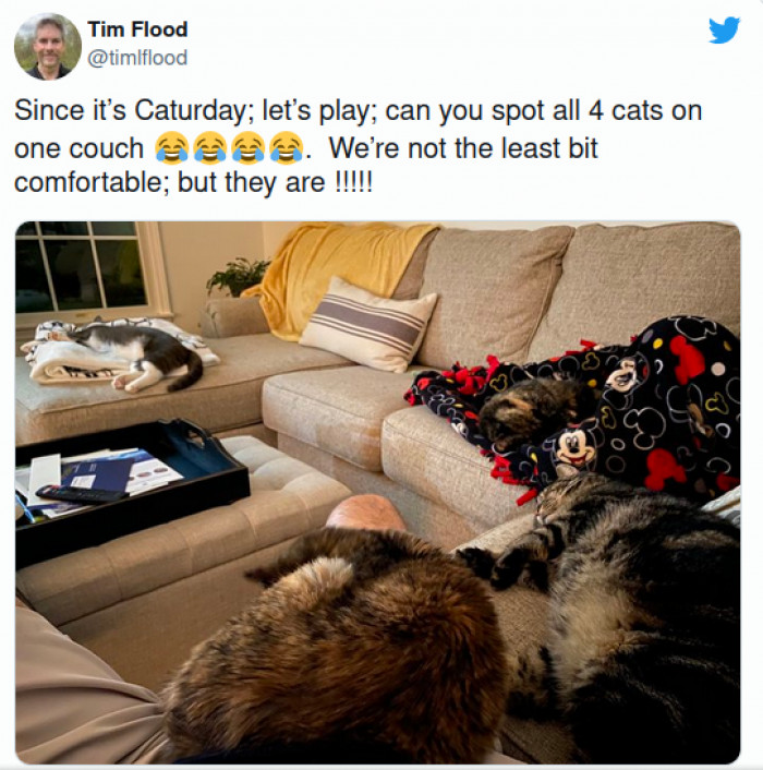 Thankfully for this Twitter user, cats are providing the sort of love that just keeps giving.