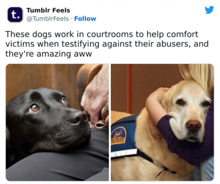 Friendly working dog with handler, posed proudly in a job-themed setting