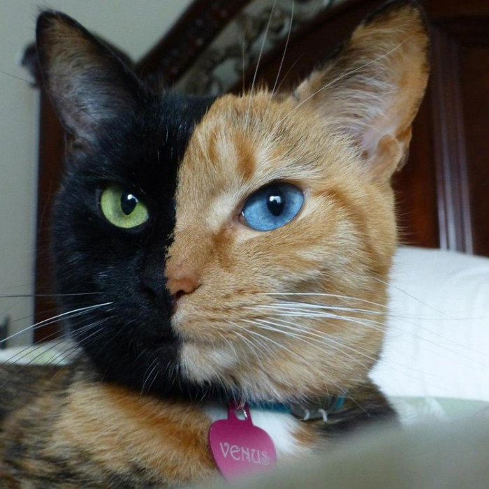 37. A rare genetic mutation makes this cat half black and half ginger.