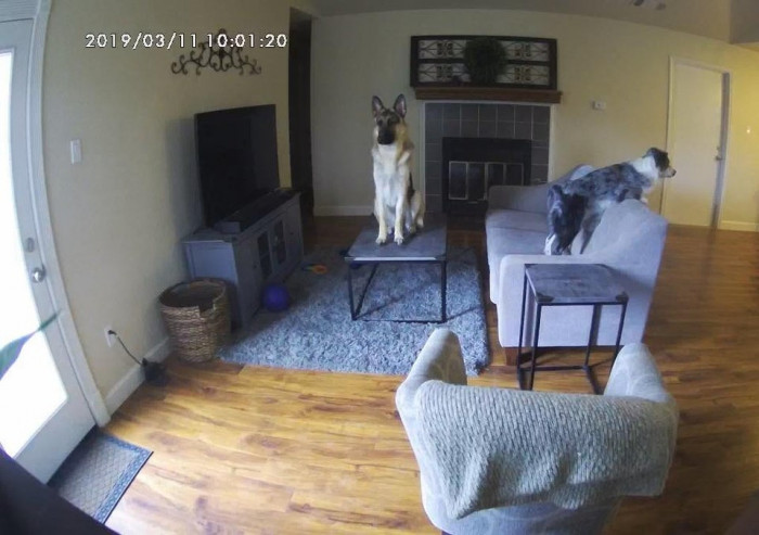 9. I got a live feed camera so I could see what my dogs are up to while I'm at work.