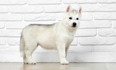 150 White Dog Names for Every Personality