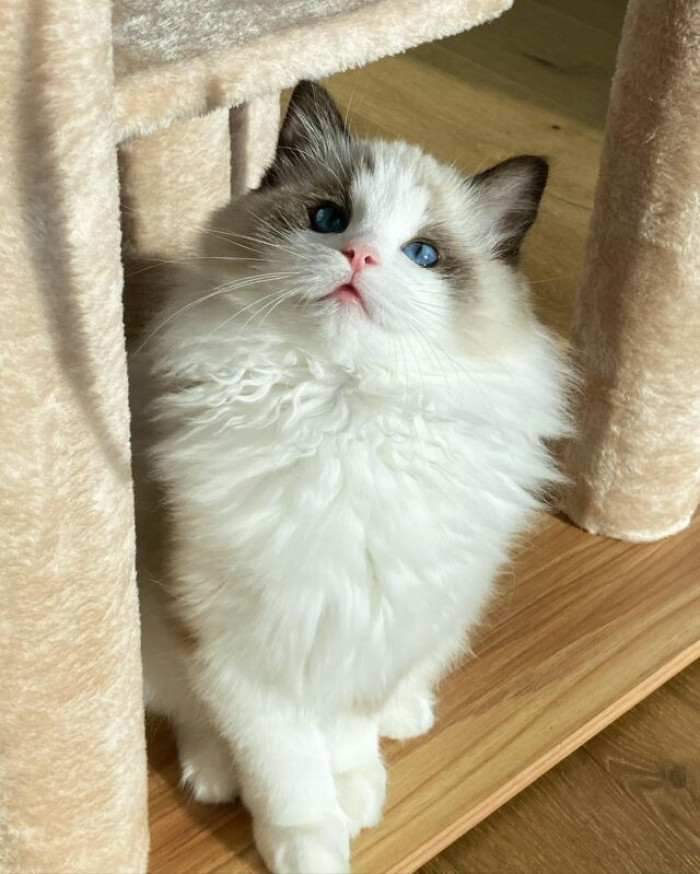 "I adore you meow and furever," Ena wants you to know.