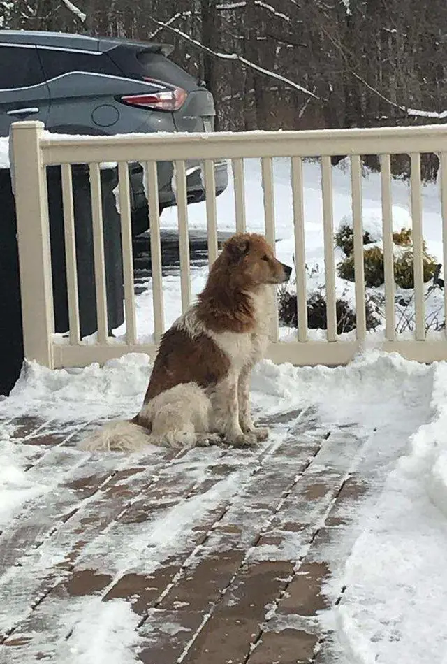 Despite periodic disappearances, the dog kept returning to various back porches, rejecting help each time.