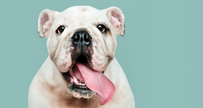 Funny White Dog Names