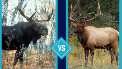 Moose vs Elk: Size, Antlers, Habitat, and Behavior