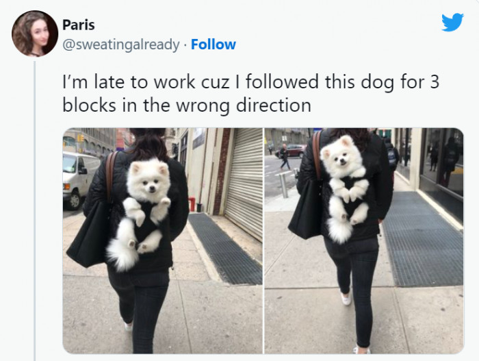 7. Being late to work is worth it in exchange for this adorable sight.