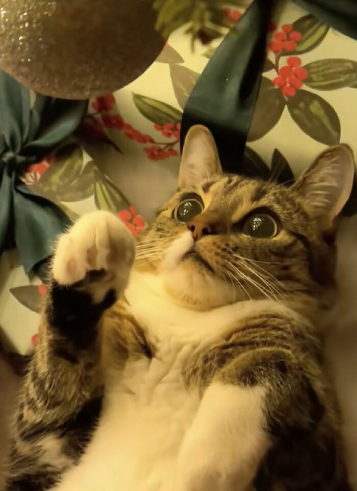 13. She’s found an irresistible toy. There’s no stopping her now