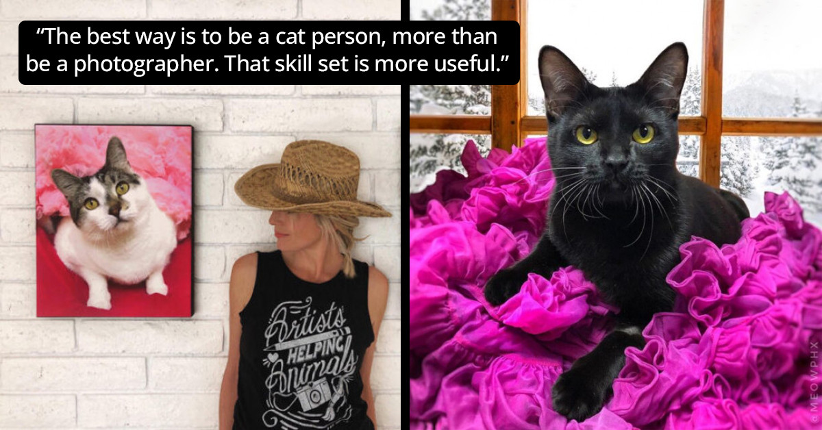 Photographer Volunteers to Glamour-Photo Shelter Cats for Adoptions