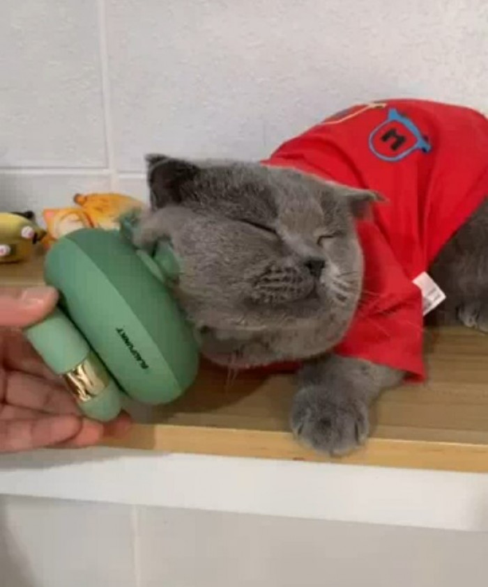This fuzzy darling re-energizes himself with a delightful scritching from his helpful and dandy massager!