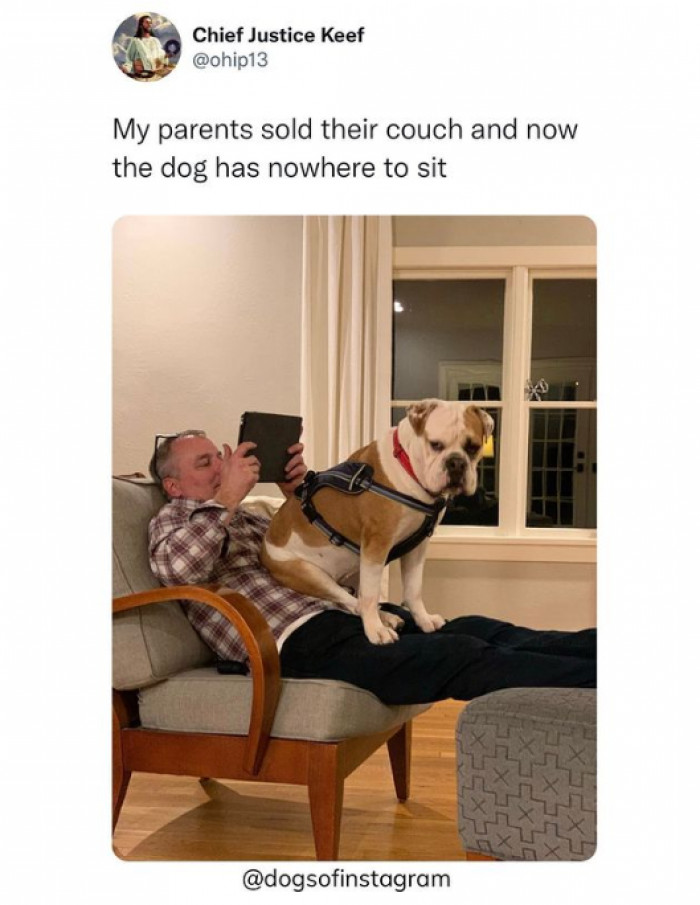 4. The hooman is now the couch.