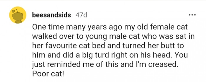 8. What my old female cat did to a young male cat