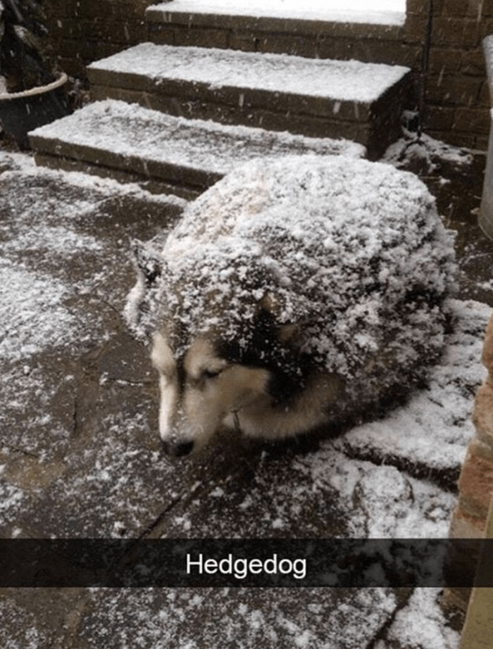 7. A cute and adorable furry hedgehog, indeed.