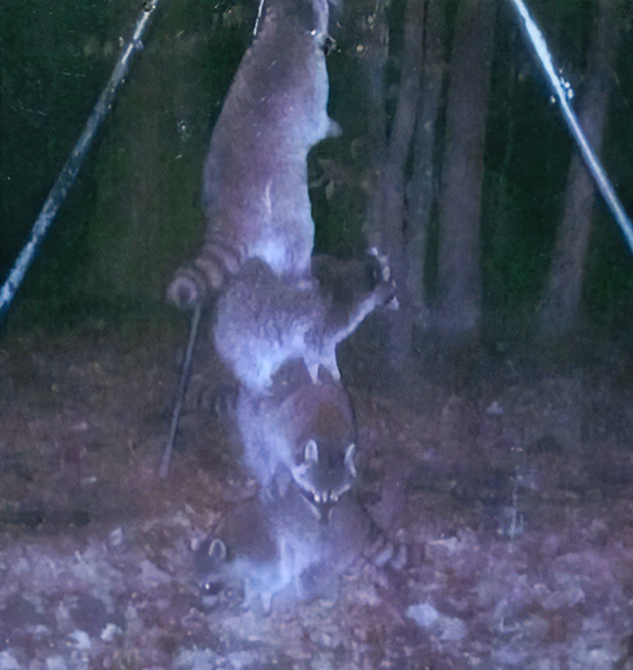 41. I Set My Deer Feeder High Off The Ground, So The Raccoons Couldn't Reach It