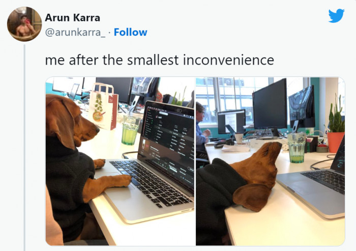 6. This little pooch is such a mood.