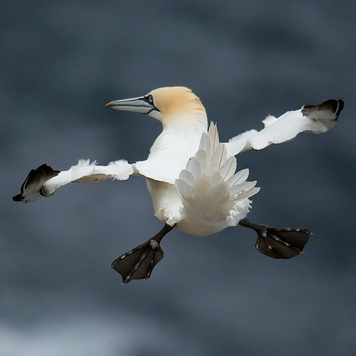 Northern Gannet Captured By Charlie Davidson