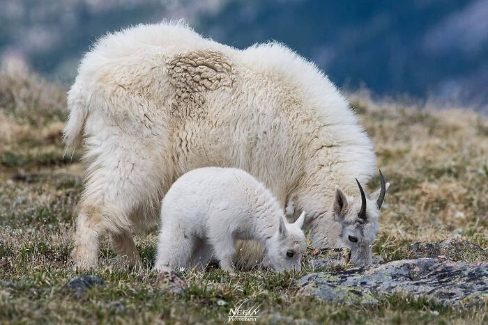 "Males aid in the protection of young when they are part of a nursery band; otherwise, the mother is the main source of protection."