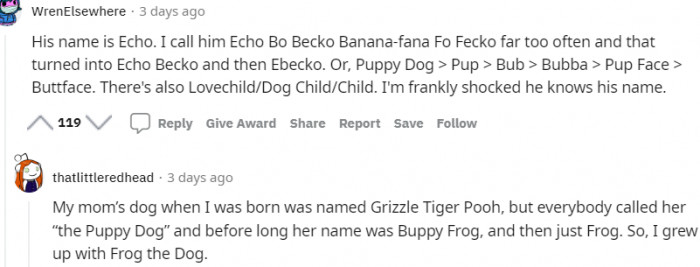 4. This dog's original name is Echo, and now Ebecko