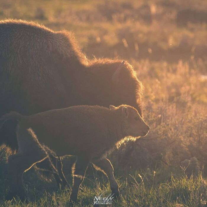 "Baby bison keeping up with mom into the setting sunlight."