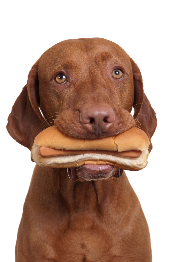 Hot dogs can be a way to a dog's heart.