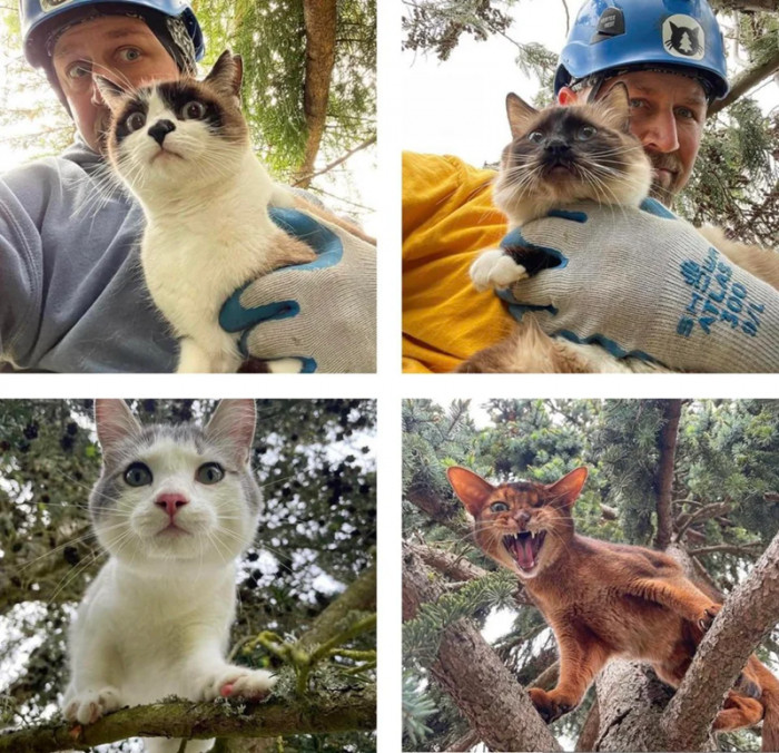 15. "Canopy Cats in Washington (USA) help get kitties down from trees! These tree-climbing kitties who got stuck are (from top left): Dolce, Winter, Bandit, and Cosmo."