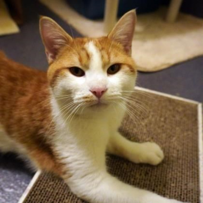 Meet Wild Bill, a two-year-old orange and white tabby cat
