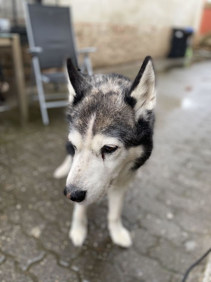 33. Meet My 18-Year-Old Siberian Husky “Damon”