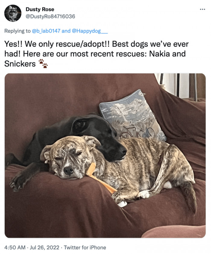 2. Rescued and adopted dogs know how much it means to be loved.