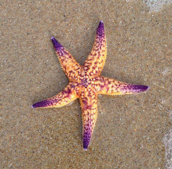 Starfish