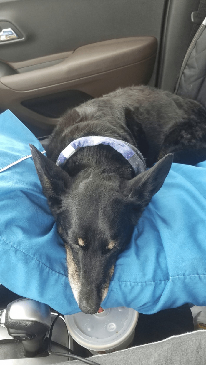 3. Good thing their human remembered to bring a pillow!