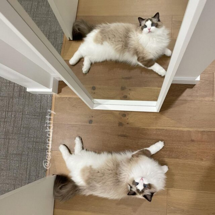 Ena is a sweet and helpful feline on Instagram, demonstrating to us "How to Make a Furrend Quickly."