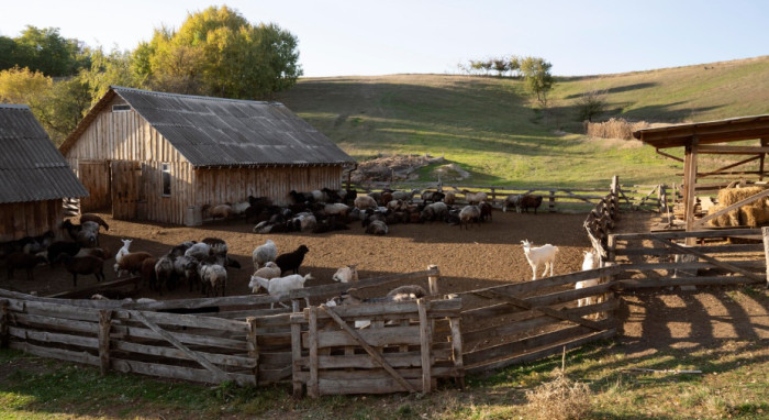 Small and Miniature Livestock