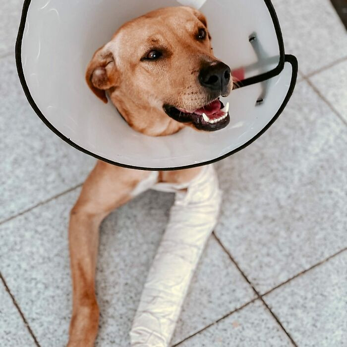 A few days after the wedding, the couple was still insistent about the dog, and fortunately, they found him near a coffee shop