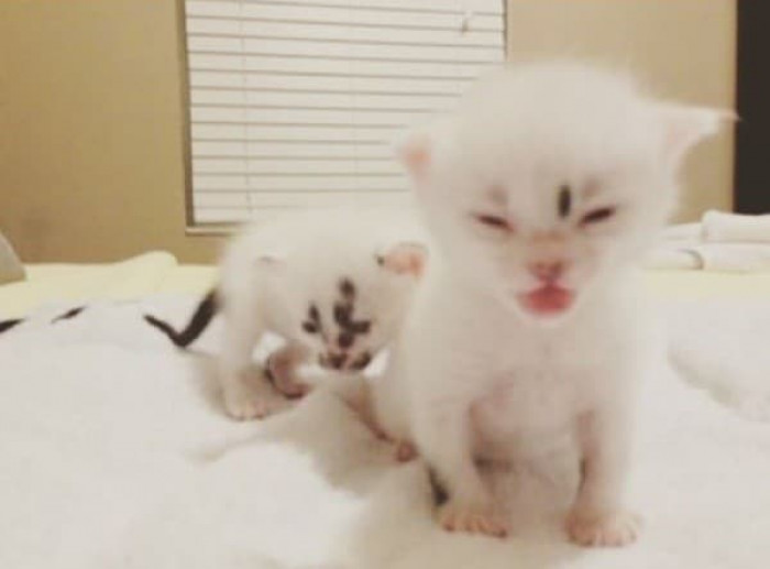 They were found at a construction site