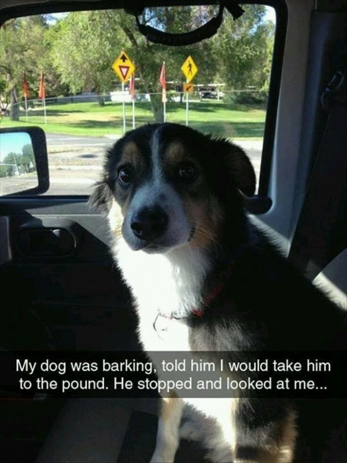 6. They do understand whatever you say, and this dog has the 'Do you really mean what you just said?' kind of face.