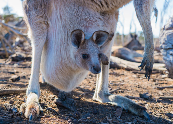 30. Kangaroos