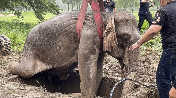 In desperation, the rescue team used a cherry crane to pull the mother elephant out of the hole. They then performed CPR on her as her concerned calf watched helplessly.
